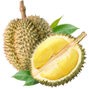 SẦU RIÊNG ĐĂK LĂK